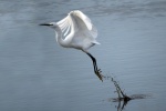 Little egret