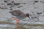 Redshank