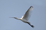 Spoonbill
