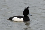 Tufted duck