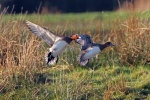 Wigeon