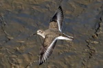 Dunlin