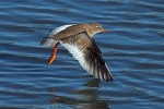 Redshank