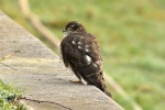 Derek Latham