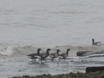Brent geese, Whiteford Burrows 7.1.17