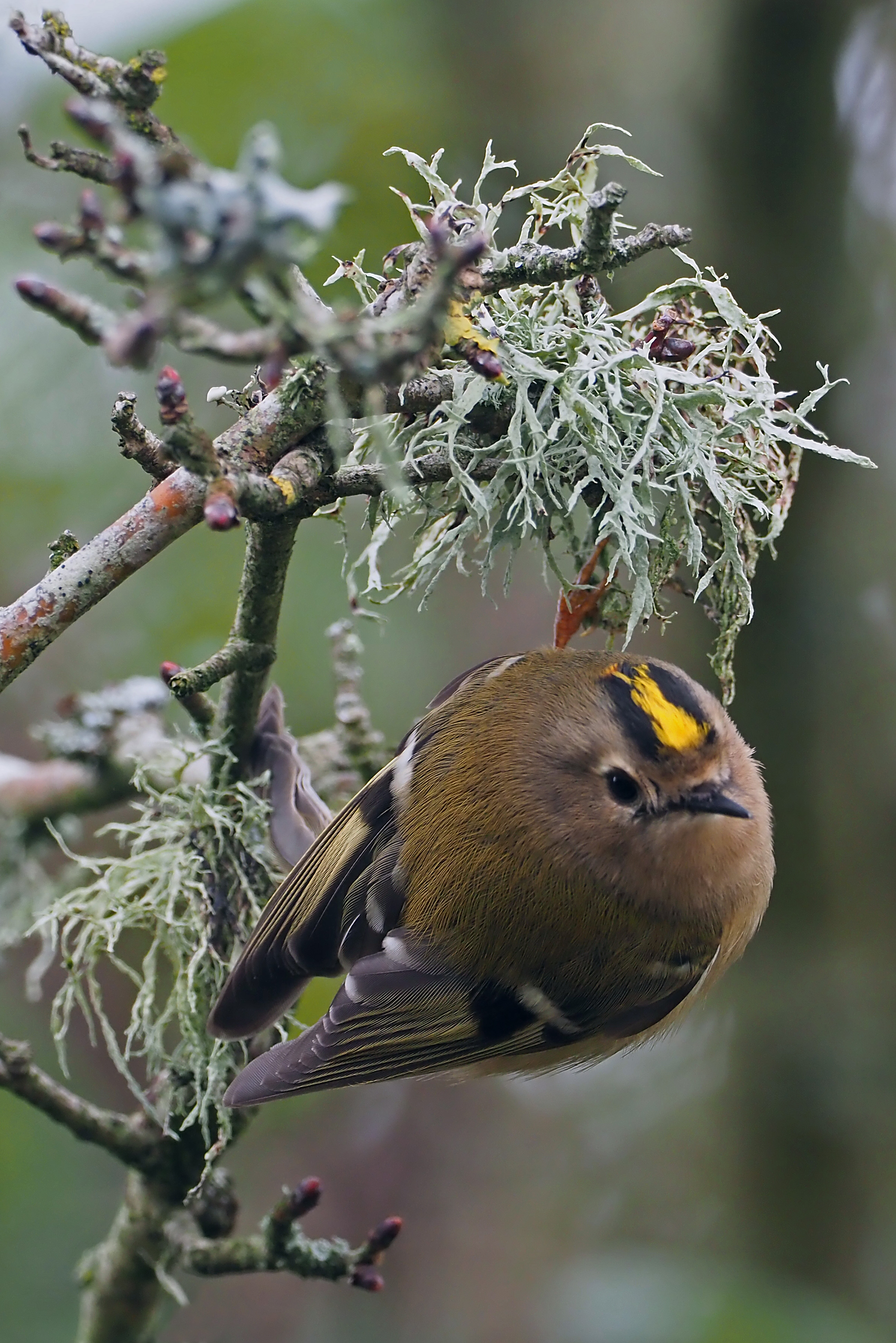 Goldcrest