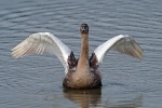 Mute swan