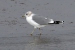 Common gull