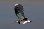 Lapwing