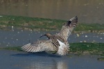 Curlew