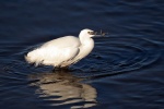 Little egret
