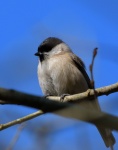 Marsh Tit.jpg