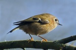 Goldcrest