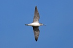 Greenshank