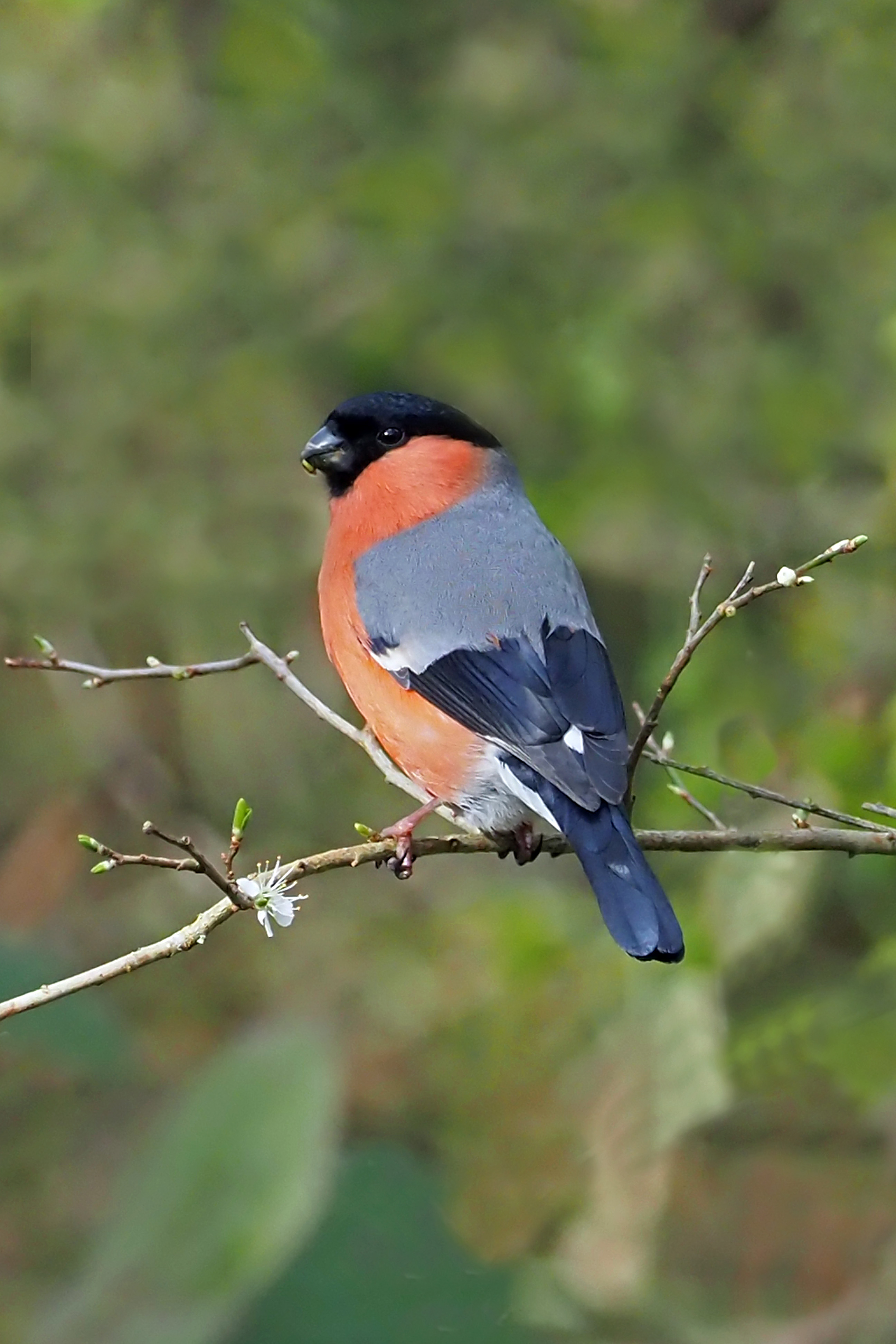 Bullfinch