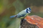 Blue tit