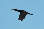 Cormorant