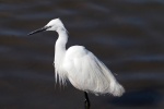 Little egret