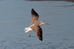 Greenshank