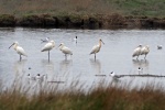 Spoonbill