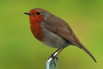 Robin