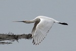 Spoonbill