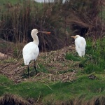 Cattle egret