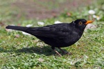 Blackbird