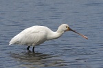 Spoonbill