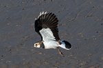 Lapwing