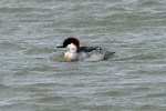 Smew