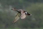 Gadwall