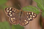 Speckled wood