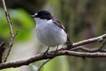 Pied flycatcher