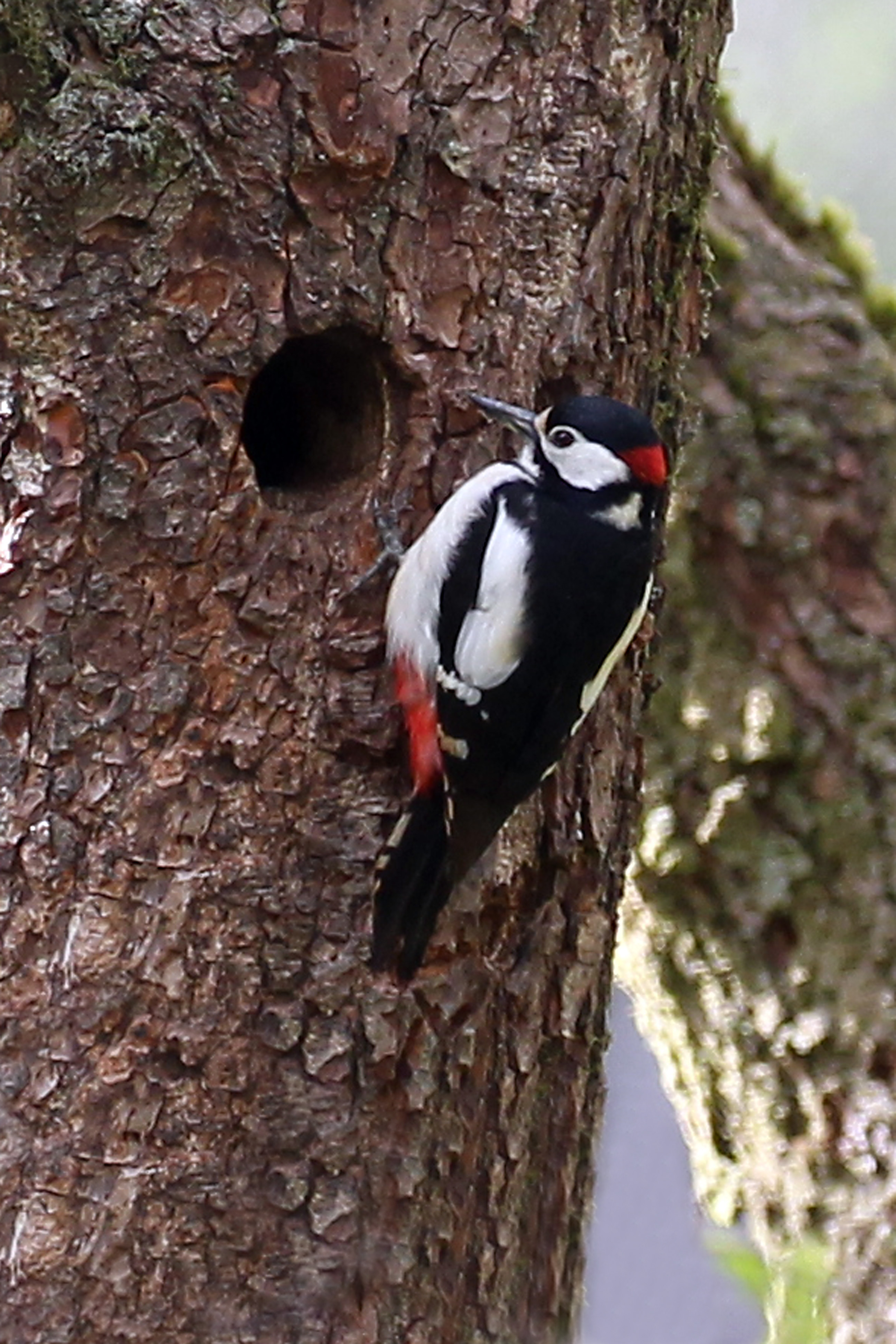 Great spotted woodpecker