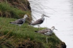 Greenshank