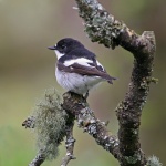Pied flycatcher
