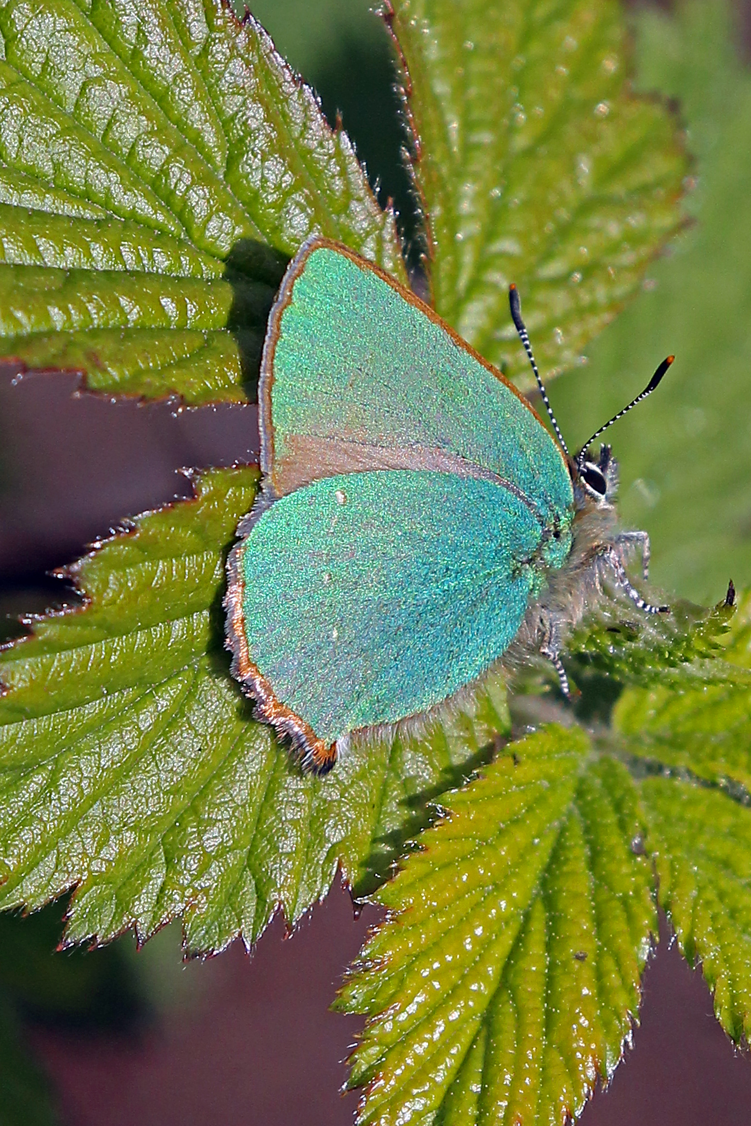 Green hairstreak