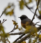 Redstart_02.jpg