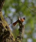 Redstart_04.jpg