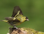 Siskin