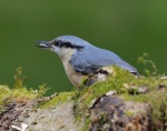 Nuthatch_01.jpg