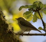 Wood Warbler_03.jpg