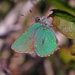 Green hairstreak