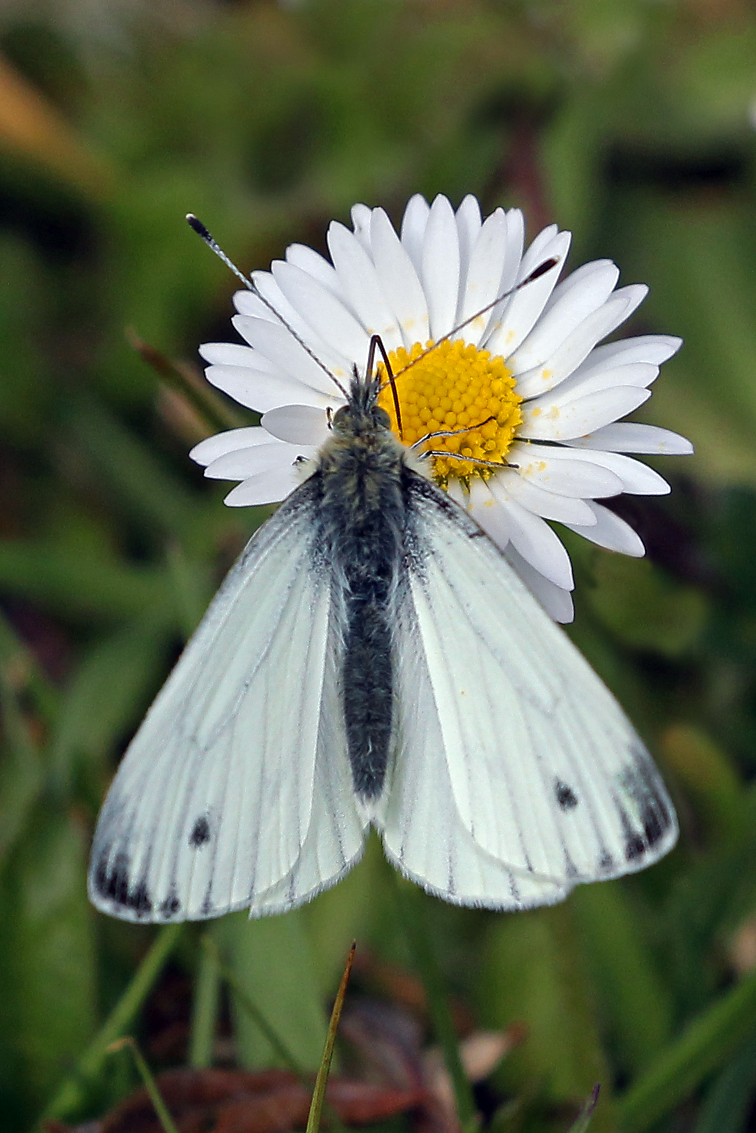 Green veined white