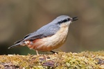 Nuthatch