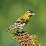 Siskin