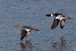Pair of red breasted mergansers