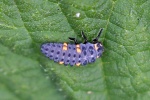 Seven spot ladybird larva