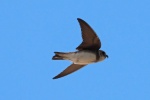 Sand martin